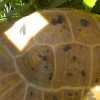 adult male elongated tortoise.jpg